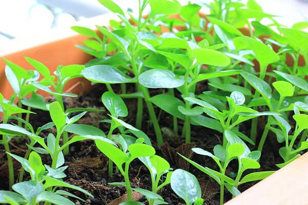 Hạt giống Mồng Tơi lá to Phú Nông 2
