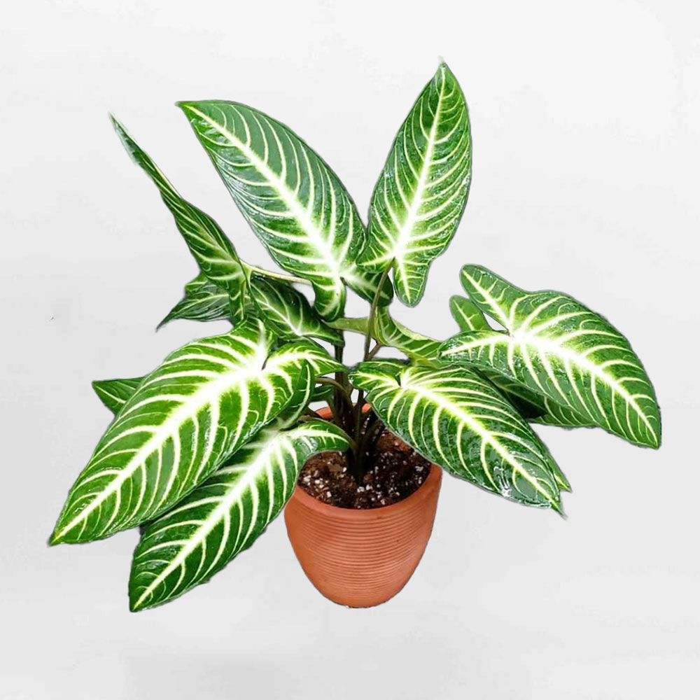 Cây môn Thái Caladium lindenii chậu đất nung ARAC026