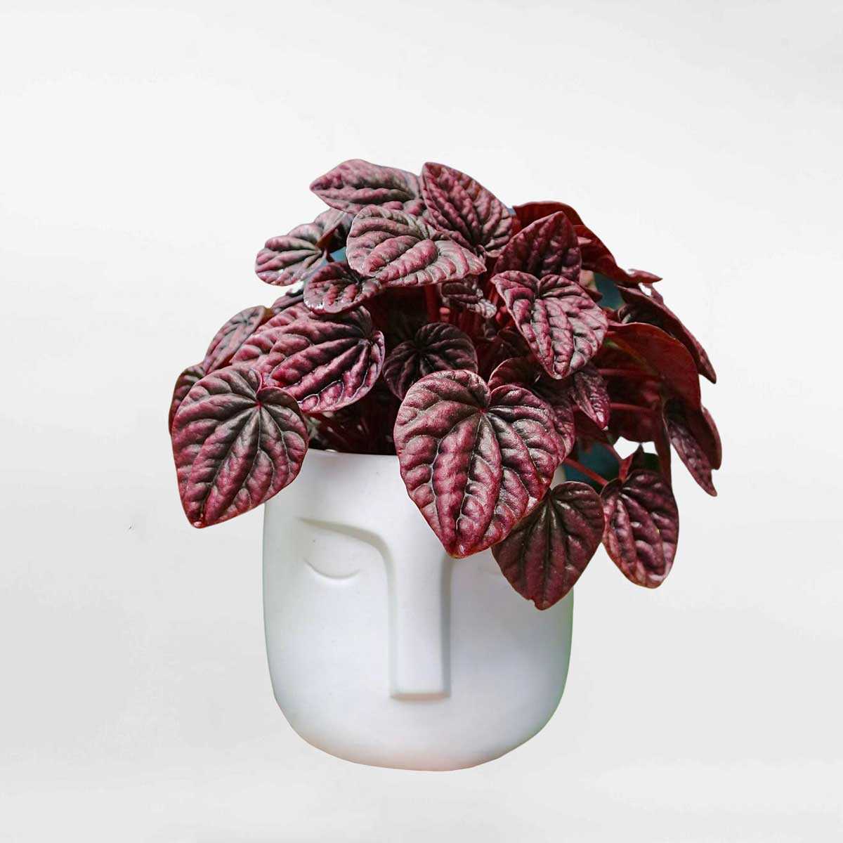 Cây Hạnh tiên thảo đỏ chậu gốm để bàn Peperomia Caperata PEPE001