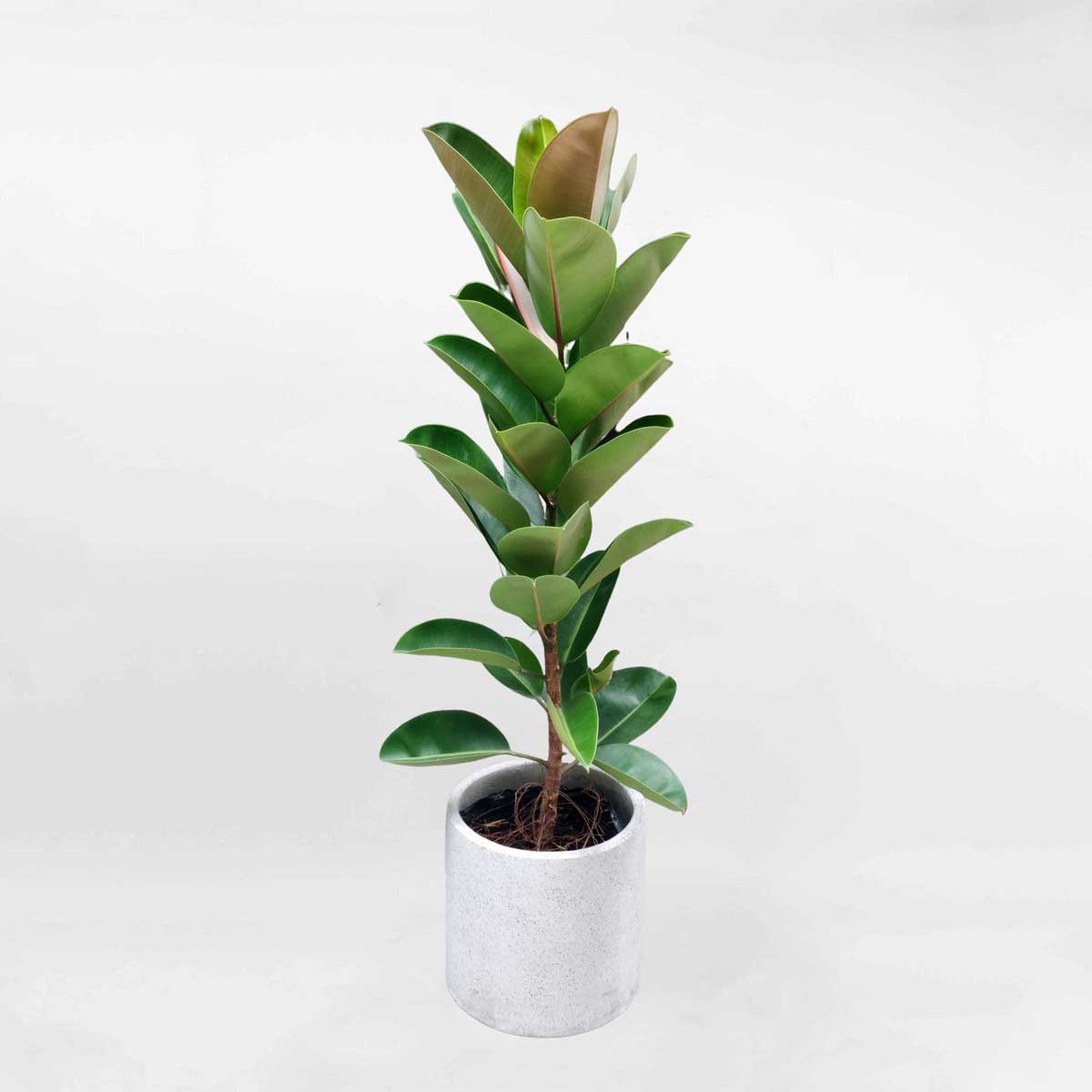 Cây đa búp đỏ một thân chậu xi măng CDBD003