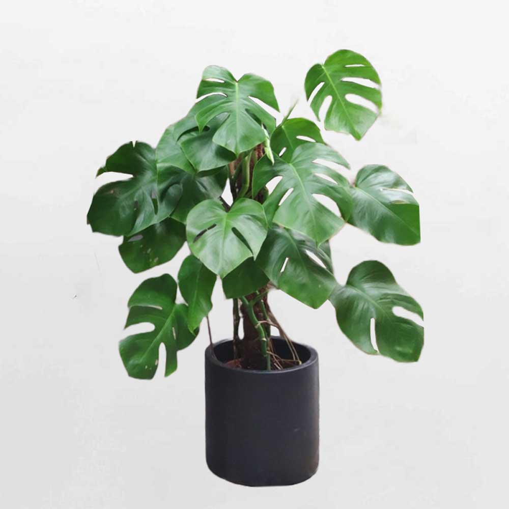 Cây Trầu bà Nam Mỹ – Monstera Borsigiana – MONS012