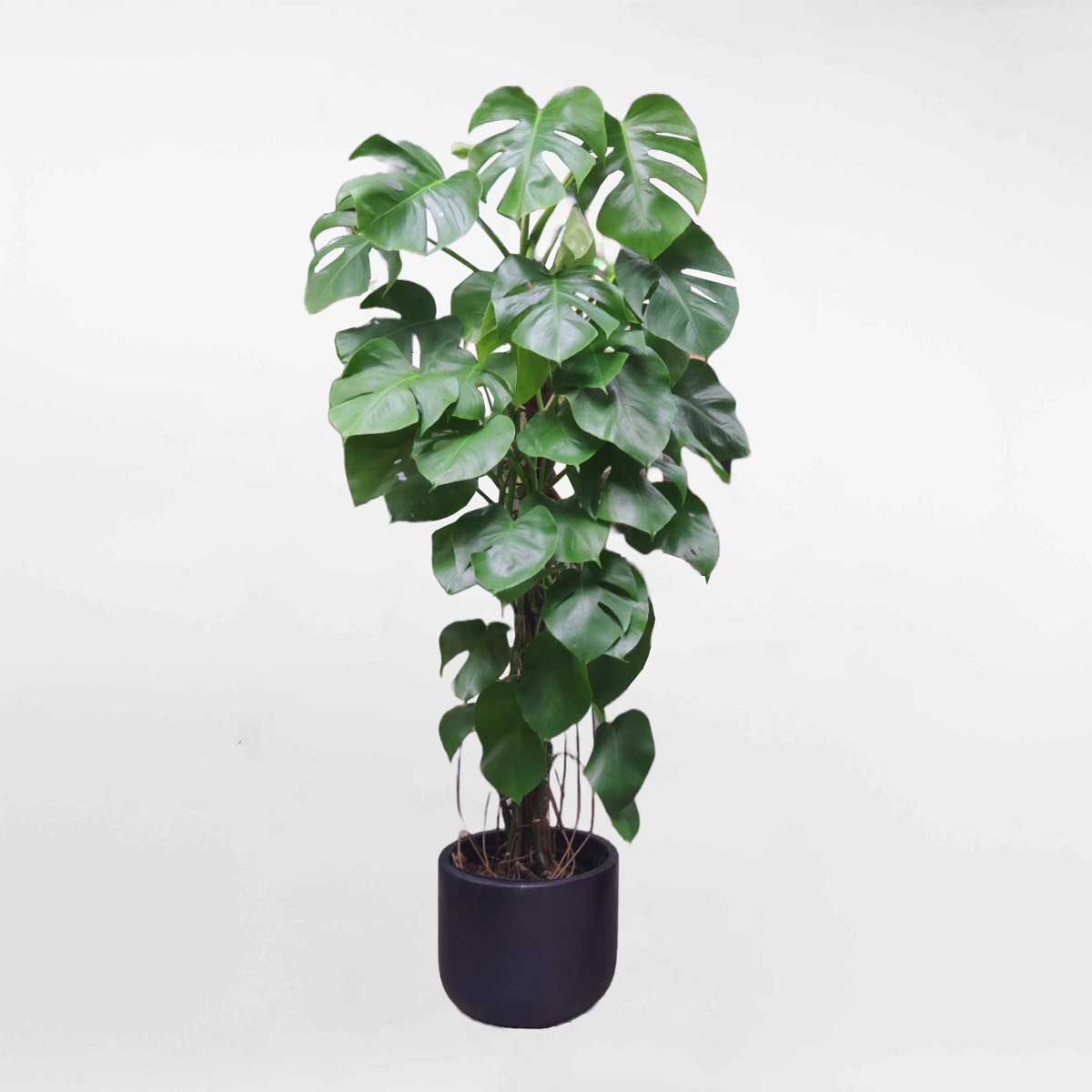 Cây Trầu bà Nam Mỹ – Monstera Borsigiana – MONS011