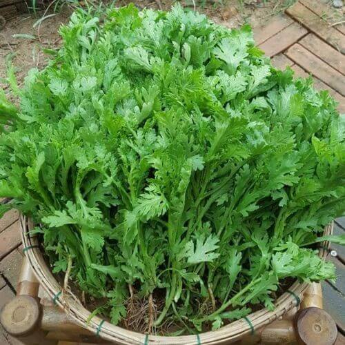 Hạt giống Tần Ô Phú Nông 3