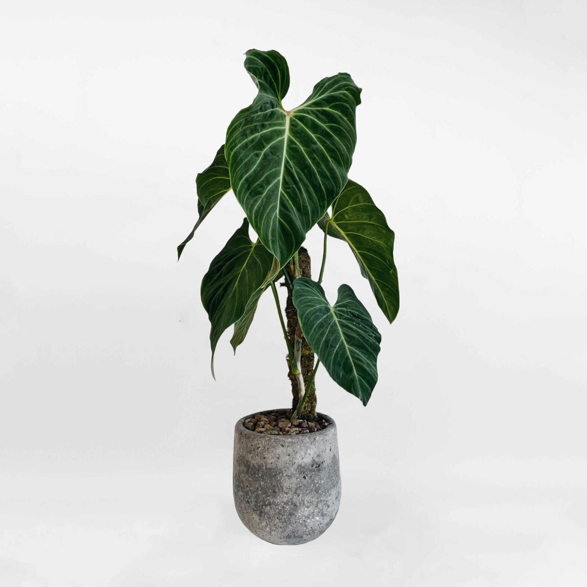 Cây Philodendron splendid leo cột chậu xi măng PHIL801