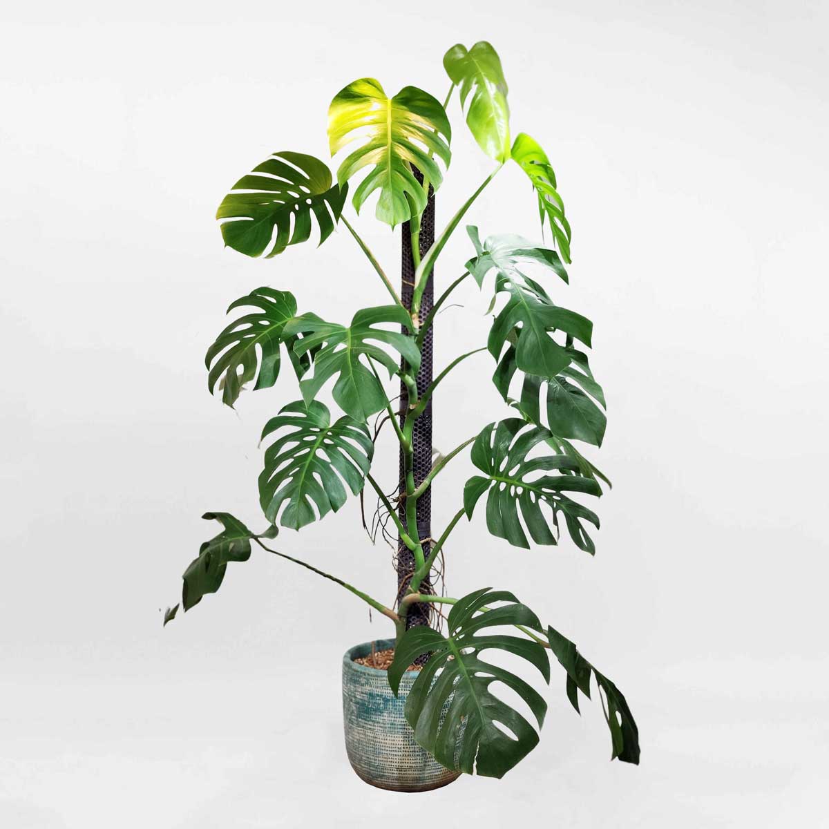 Cây Trầu bà Nam Mỹ – Monstera Borsigiana – MONS010