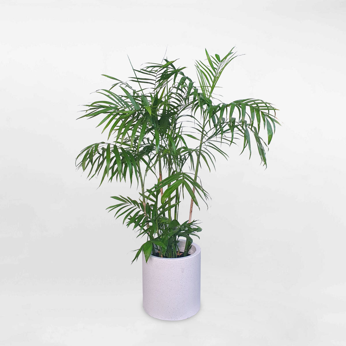 Cây cau Hawaii chậu xi măng đá mài CHAM006