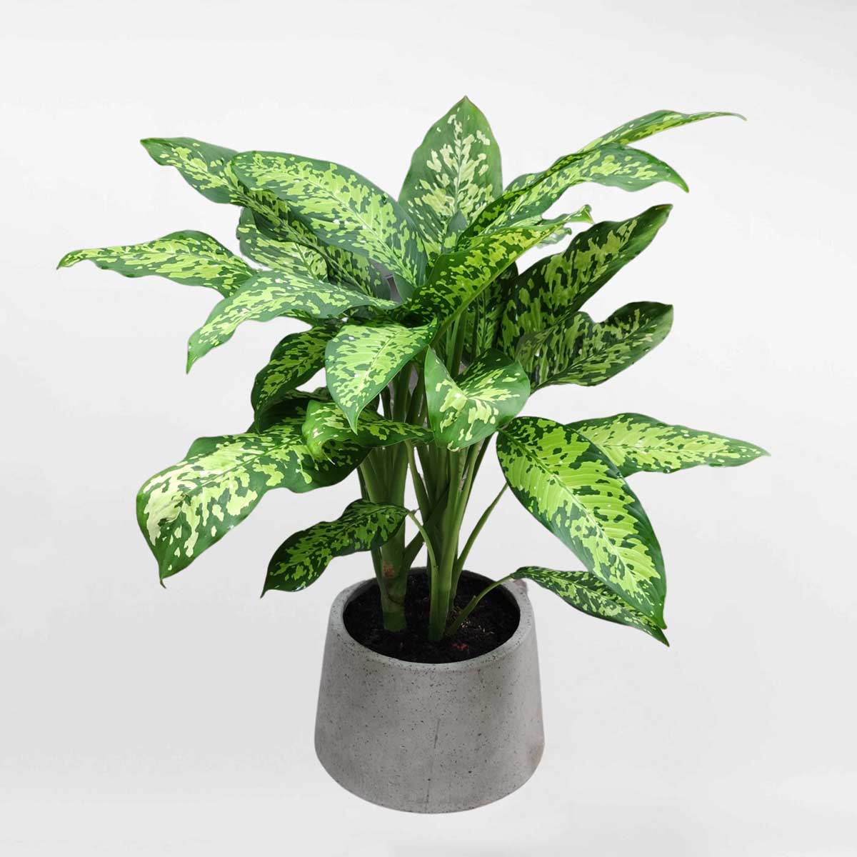 Cây Môn Trường Sinh để bàn – Dieffenbachia Seguine – MTS001