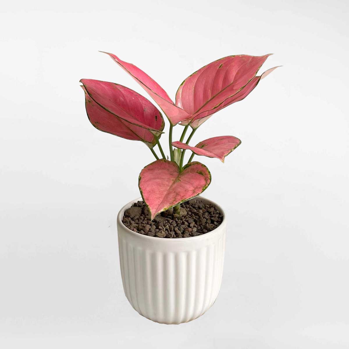 Cây Vạn Lộc để bàn Aglaonema Lady Valentine AGLA010