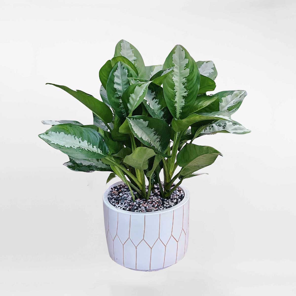 Cây Ngân Hậu để bàn Aglaonema Marantifolium AGLA009