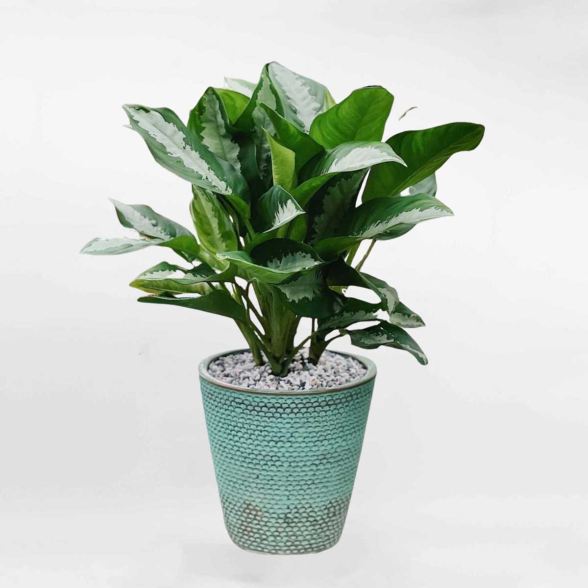 Cây Ngân Hậu văn phòng Aglaonema Marantifolium AGLA008