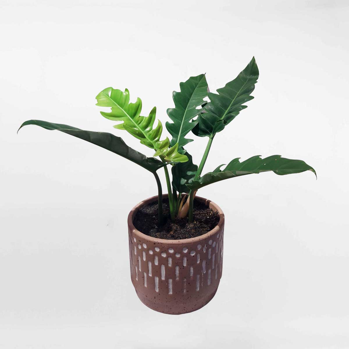 Cây cung đàn chậu đất nung để bàn PHIL026