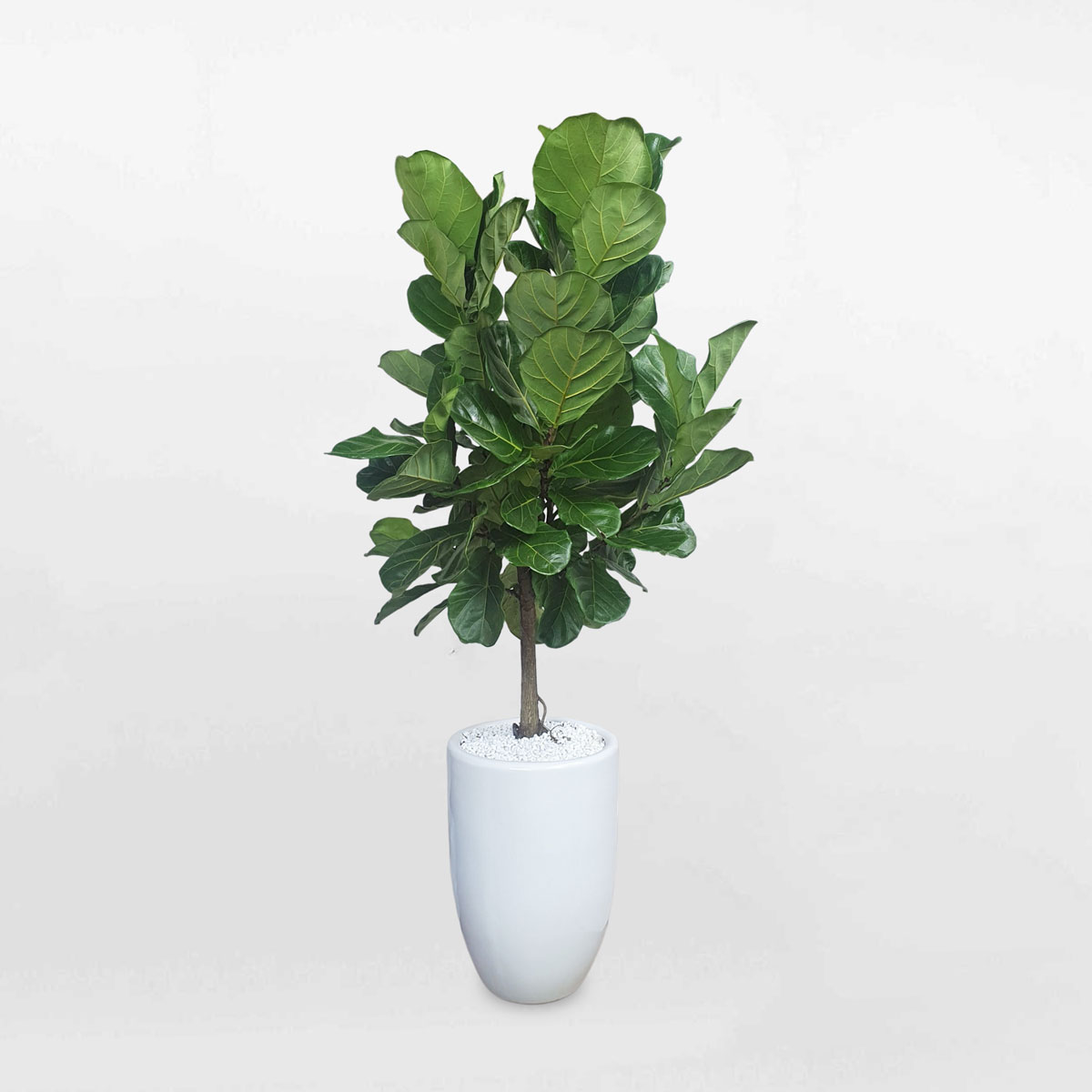 Cây bàng Singapore cao 2m dáng tree chậu sứ LYRA023