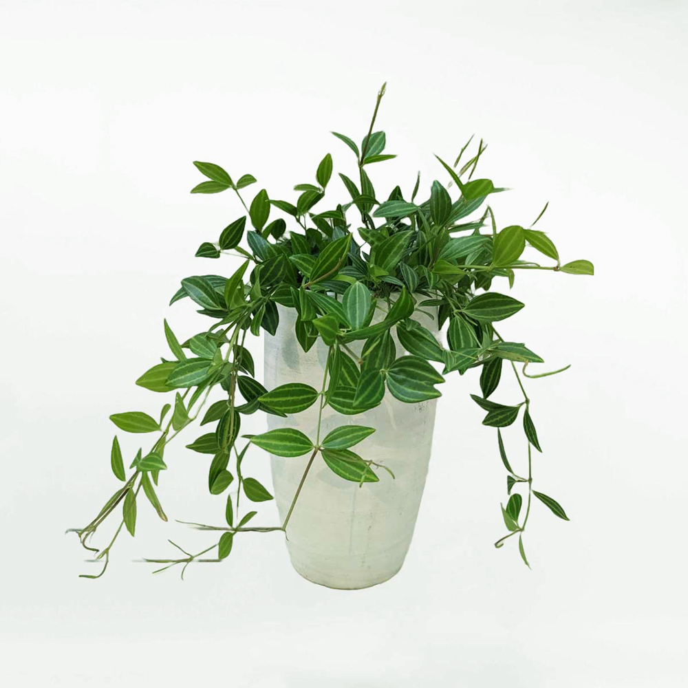 Cây Bình An để văn phòng – Peperomia angulata – PEP001