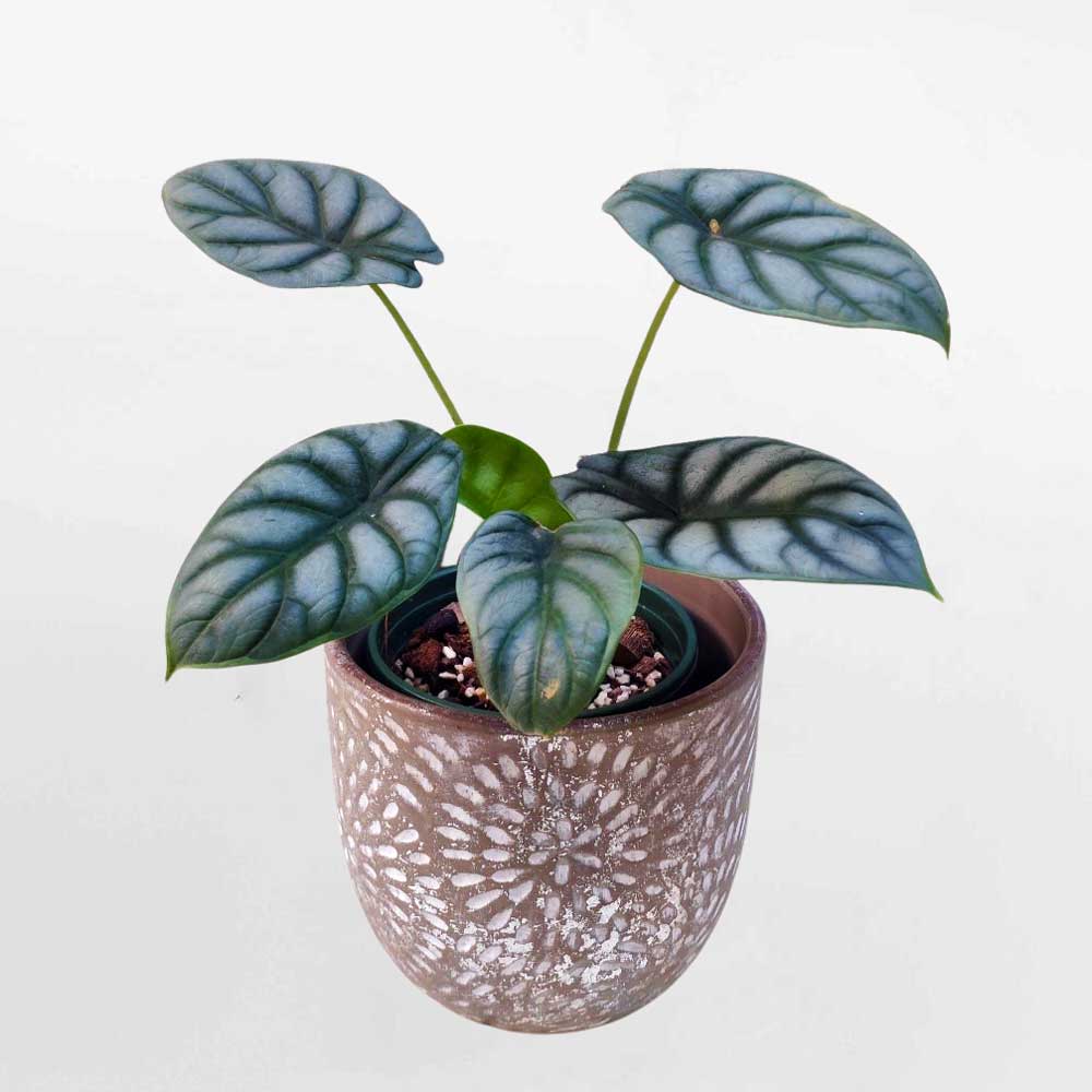 Cây Rồng Bạc để bàn – Alocasia Baginda Silver Dragon – ALOCA007
