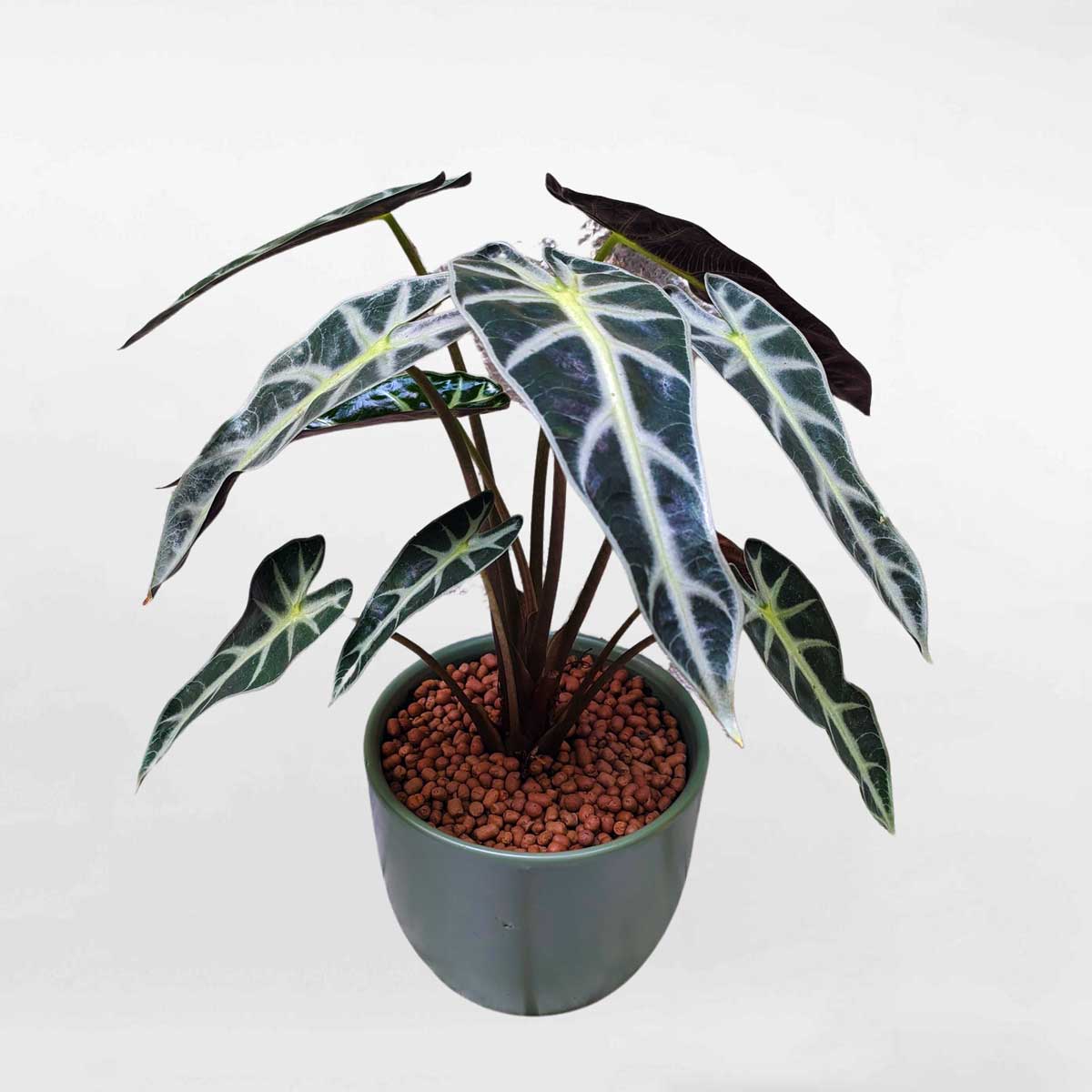 Cây Môn quan âm để bàn – Alocasia Polly – ALOCA006