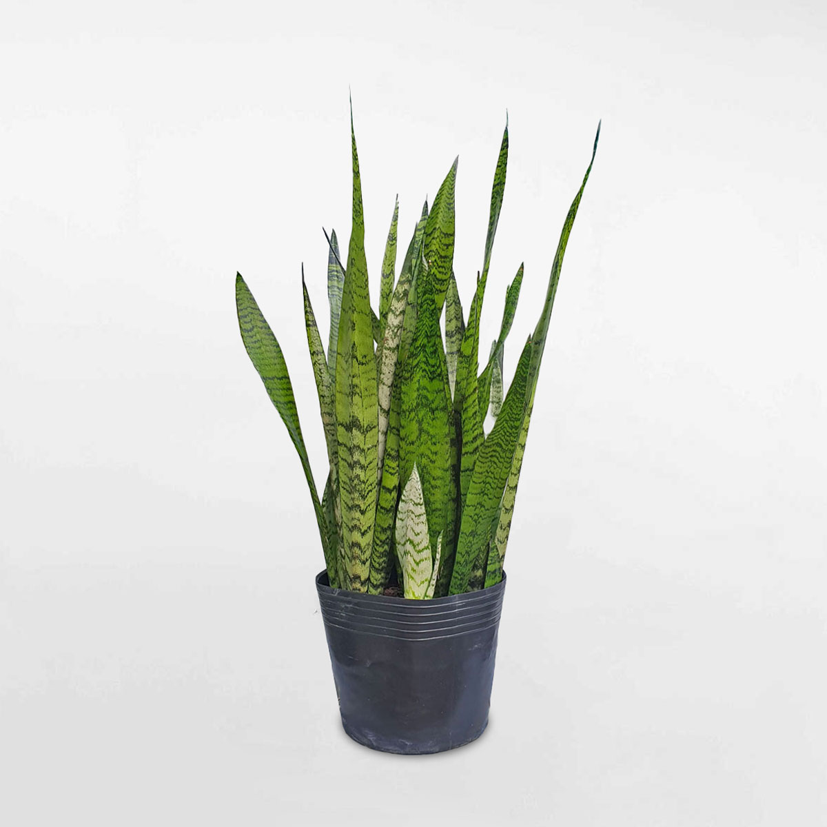 Cây lưỡi hổ xanh ‘Zeylanica’ chậu ươm SAZE001