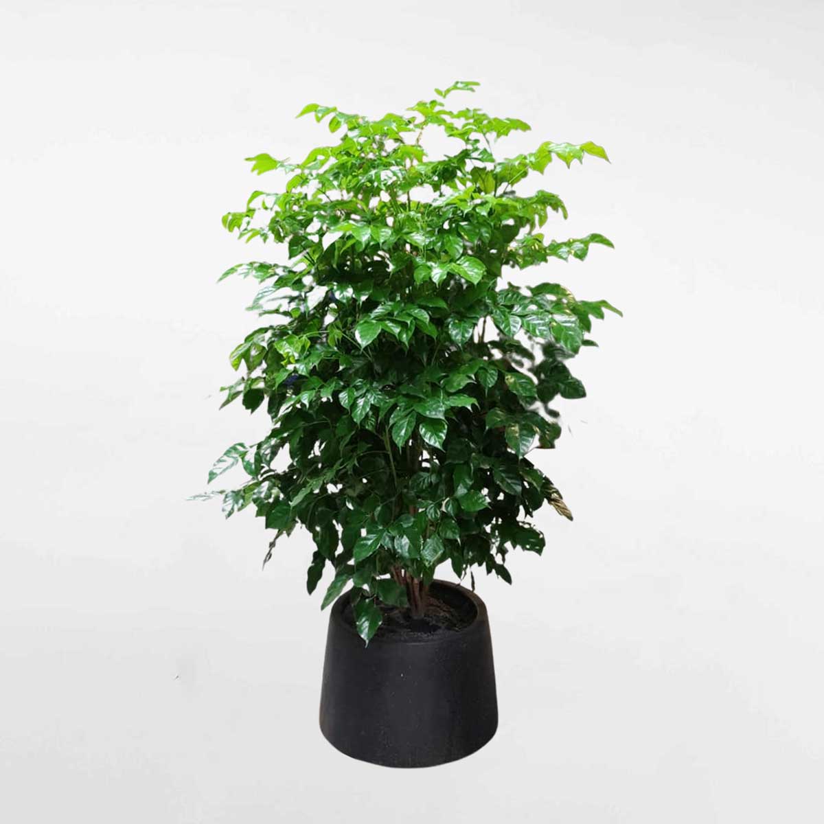 Cây hạnh phúc chậu bầu đen CHP004