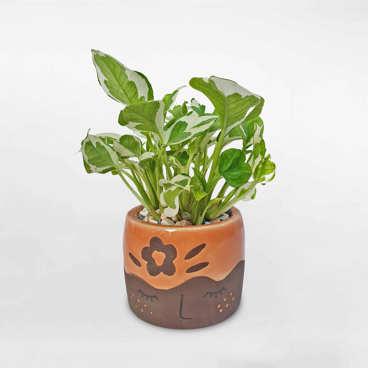 Cây trầu bà cẩm thạch ‘Njoy’ chậu sứ EANJ004
