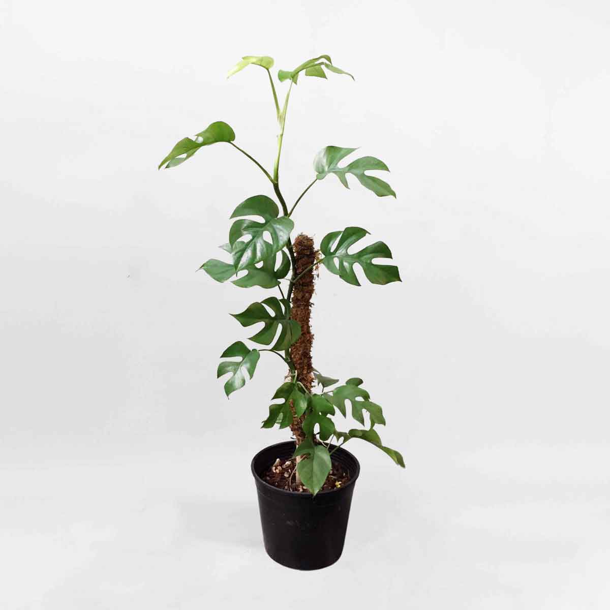 Cây Monstera form Thái mini chậu gốm Rhaphidophora Tetrasperma RHAP002