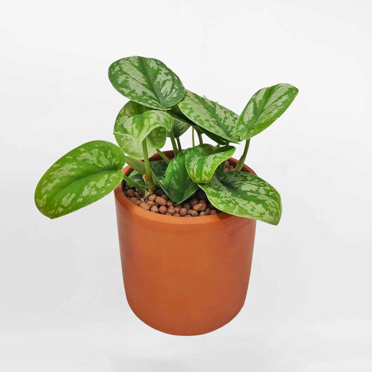 Cây Trầu bà lụa chậu gốm để bàn Scindapsus pictus Exotica SCIN001