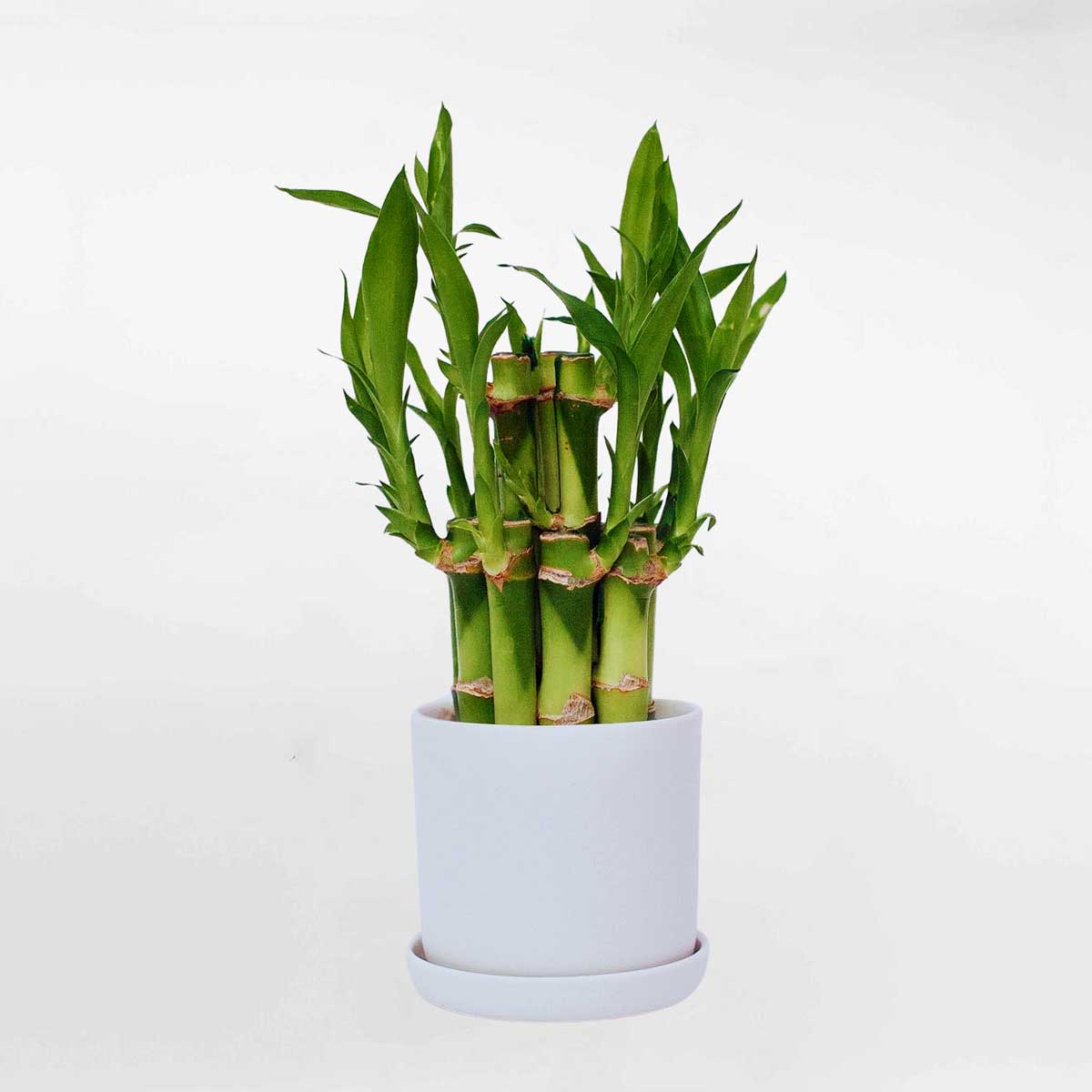 Cây phát lộc chậu sứ để bàn DRAC001