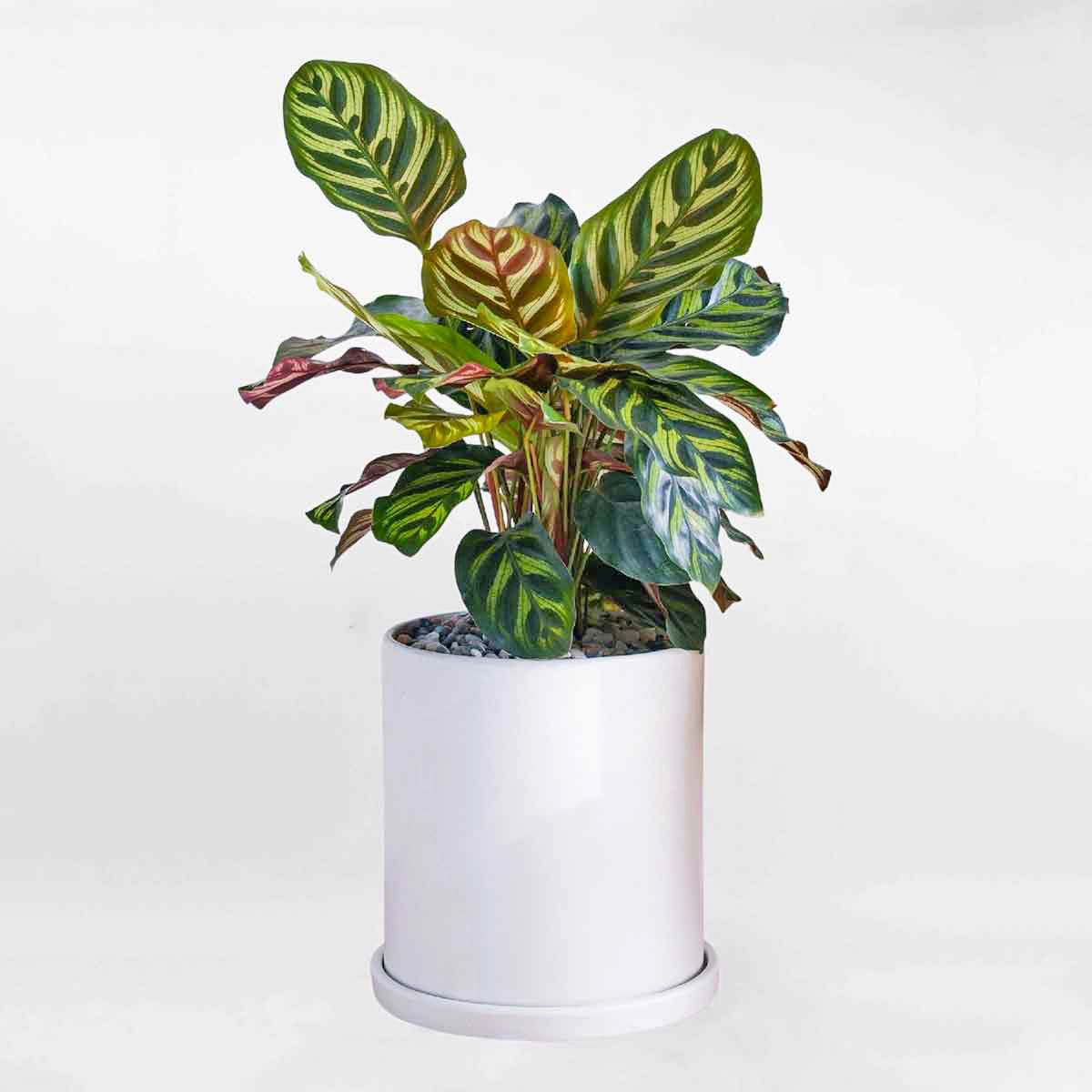 Cây Đuôi công đốm chậu men sứ để bàn Calathea Makoyana CATH047
