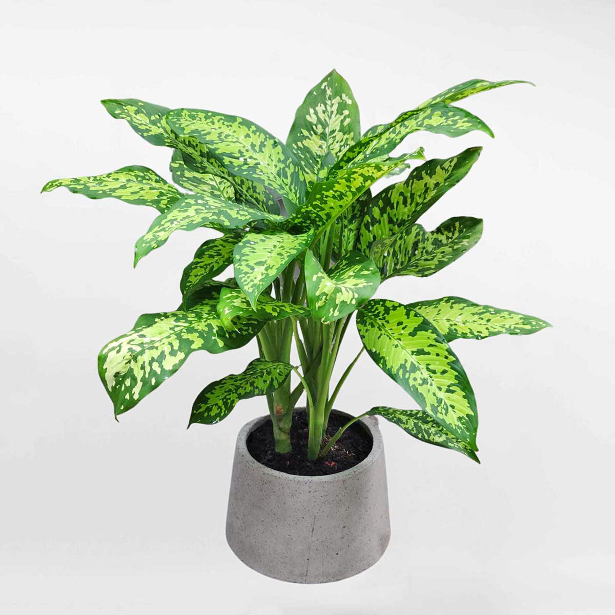 Cây Danh dự chậu xi măng đá mài Dieffenbachia sp DIEF003