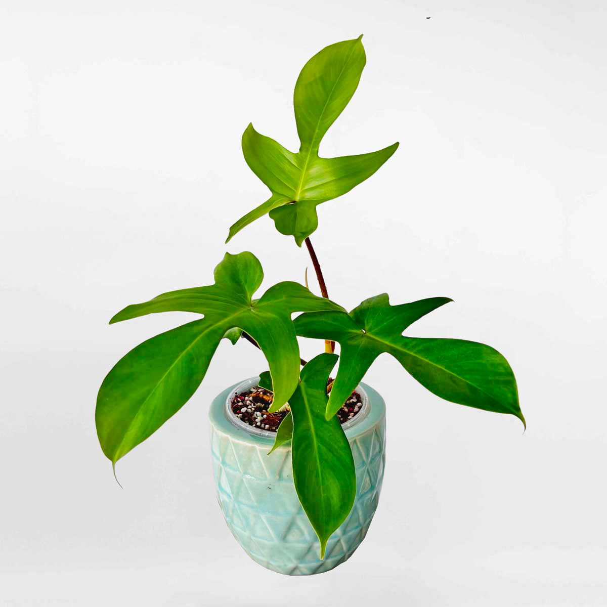 Cây Trầu bà cánh én để bàn chậu mini Philodendron Squamiferum PHIL008