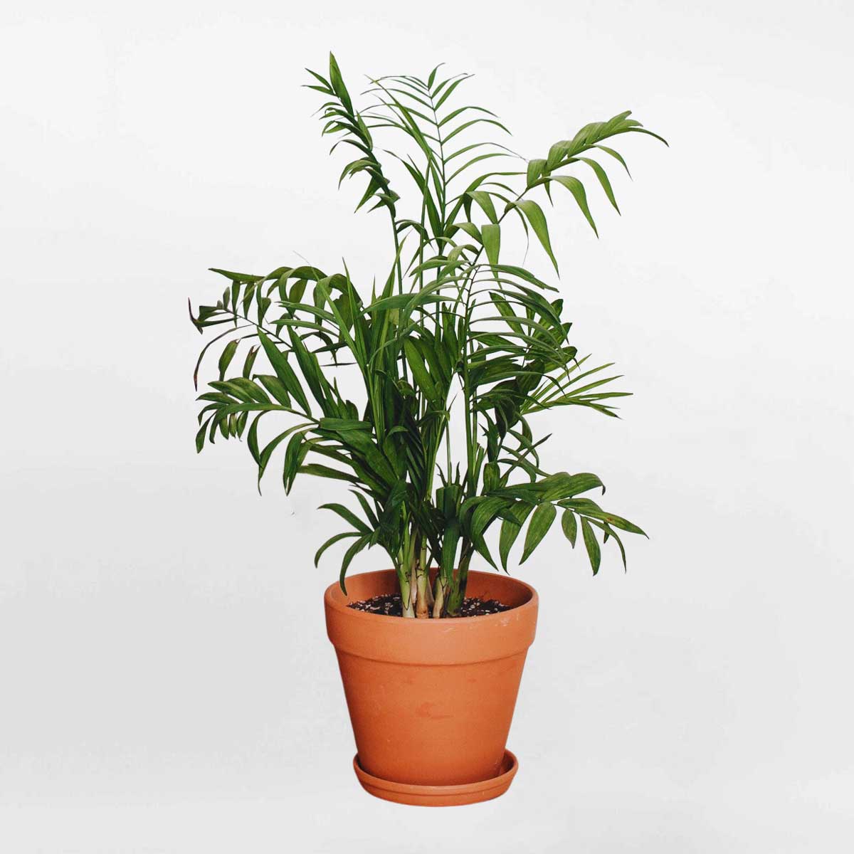 Cây cau tiểu trâm mini chậu đất nung CHAM003