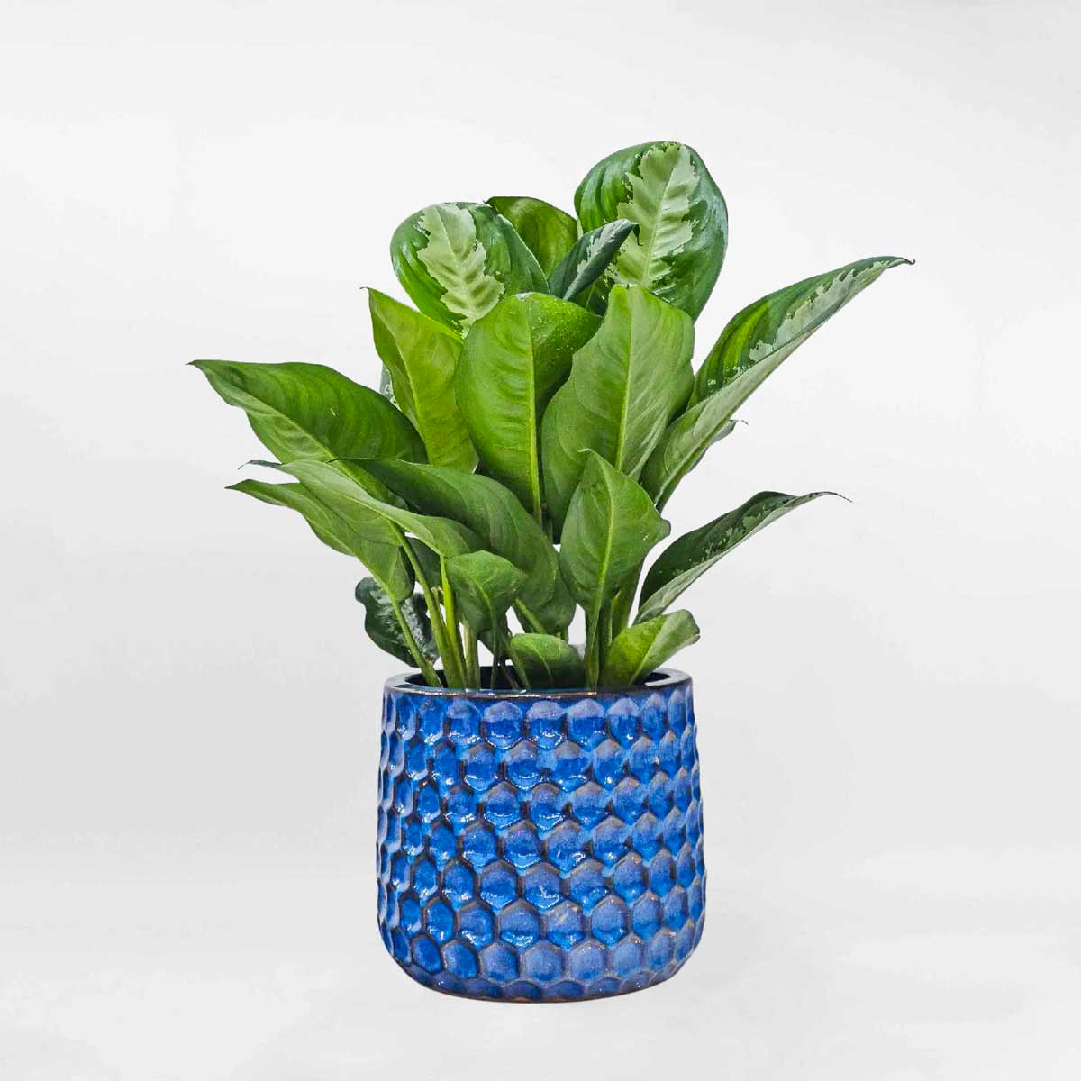 Cây Ngân hậu chậu sứ Aglaonema Marantifolium AGLA006