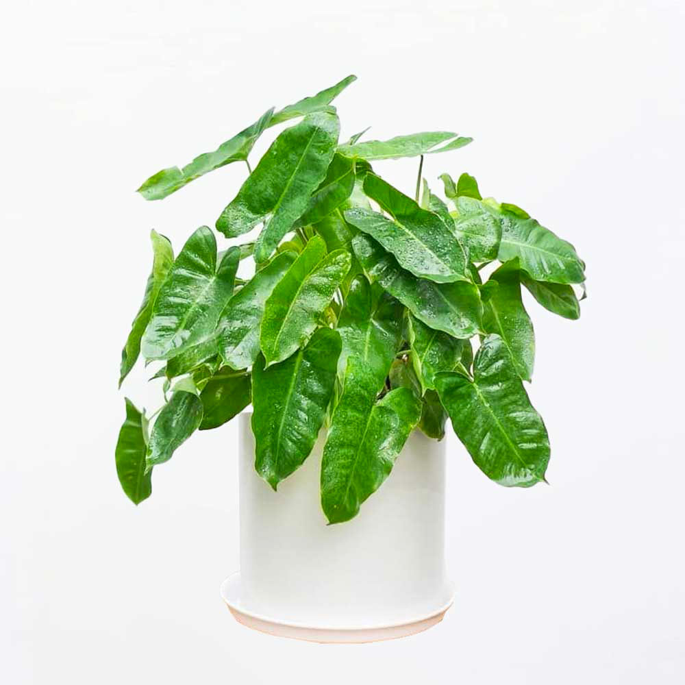 Cây Trầu bà tỷ phú chậu gốm để bàn Philodendron Burle Marx PHIL007