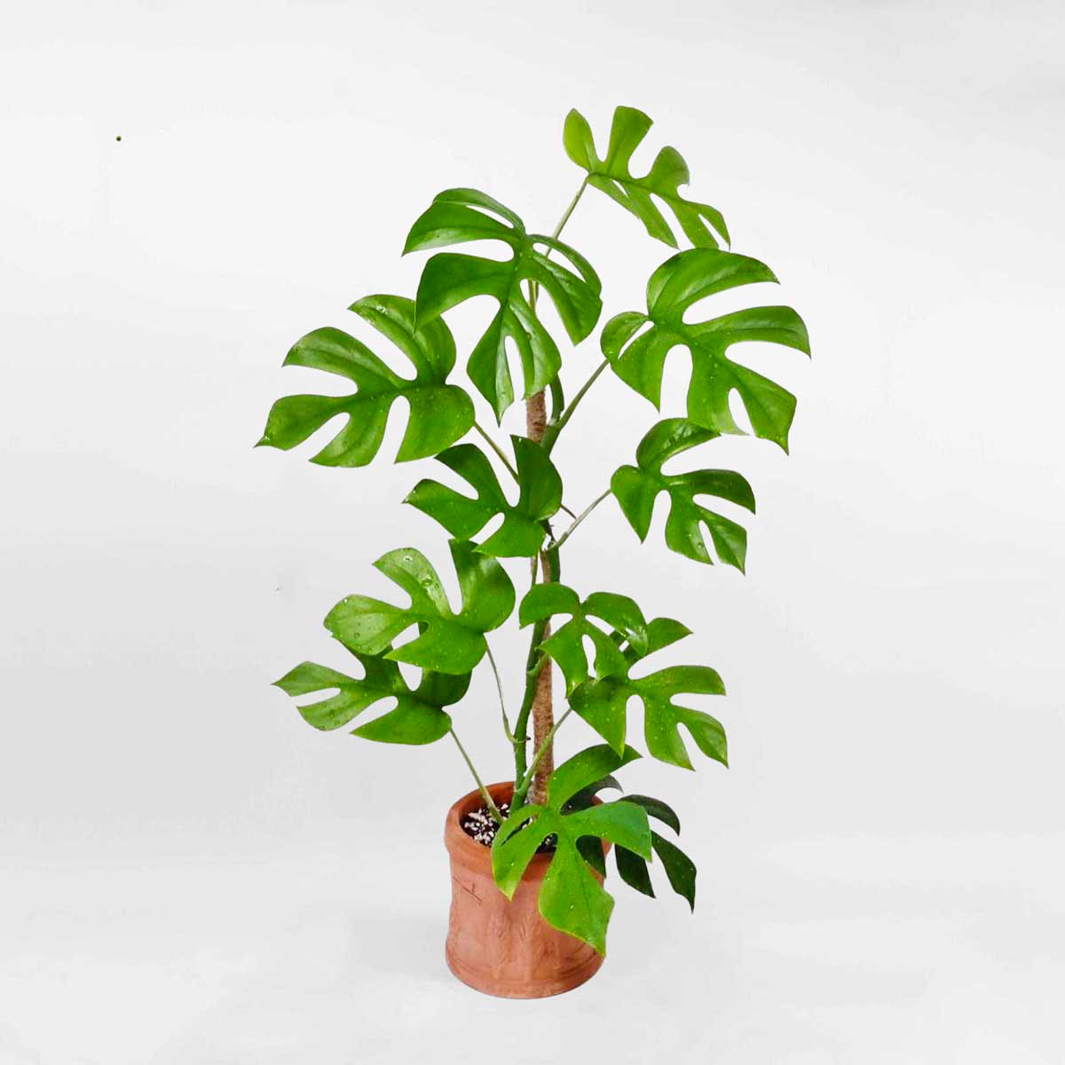 Cây lá xẻ form Thái mini chậu gốm Rhaphidophora Tetrasperma RHAP001