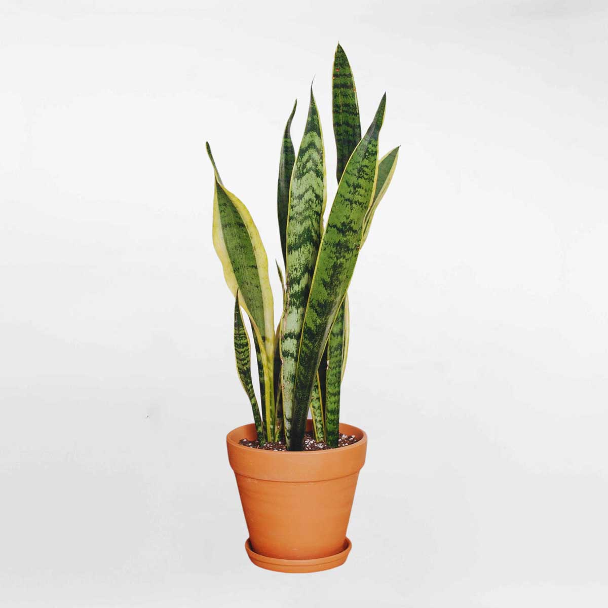 Cây lưỡi hổ ta chậu đất nung Sansevieria trifasciata Laurentii SANS003