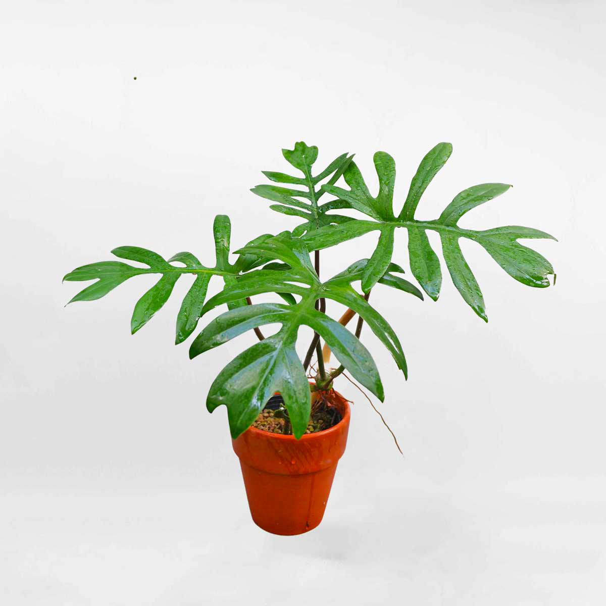 Cây Philodendron Mayoi chậu gốm mini để bàn PHIL006