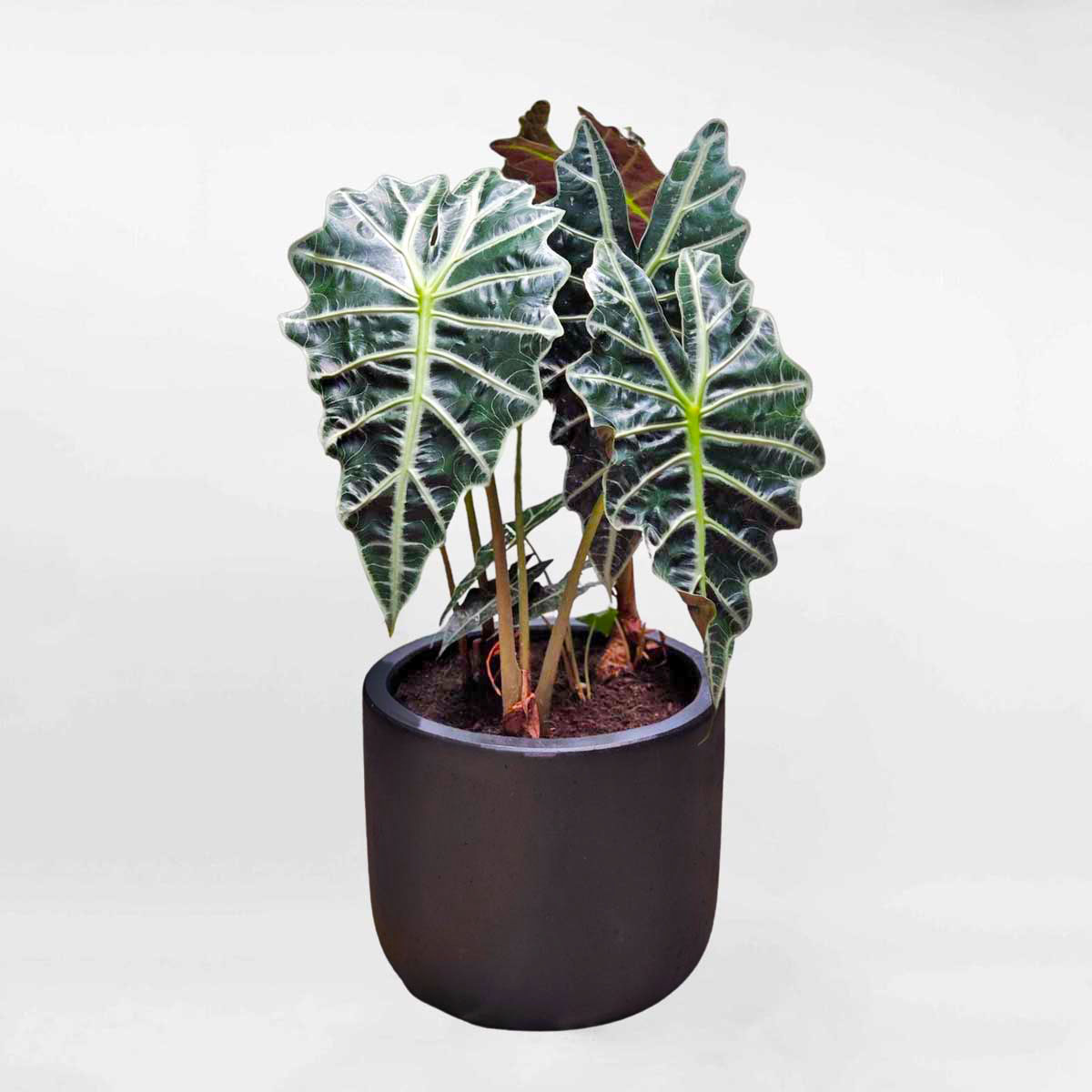 Cây Môn quan âm chậu gốm đen để bàn Alocasia Amazonica Polly ALOCA005