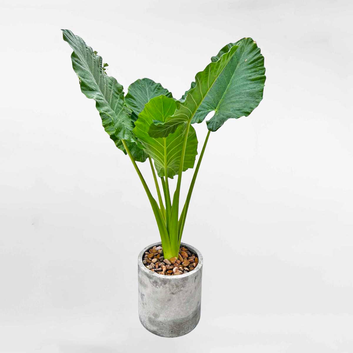 Cây ráy voi lớn chậu xi măng đá mài Alocasia Macrorrhizos ALOCA004