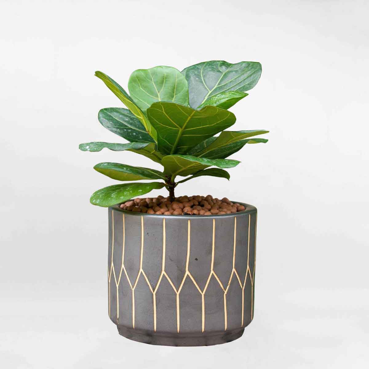 Cây bàng Singapore để bàn chậu men sứ LYRA015
