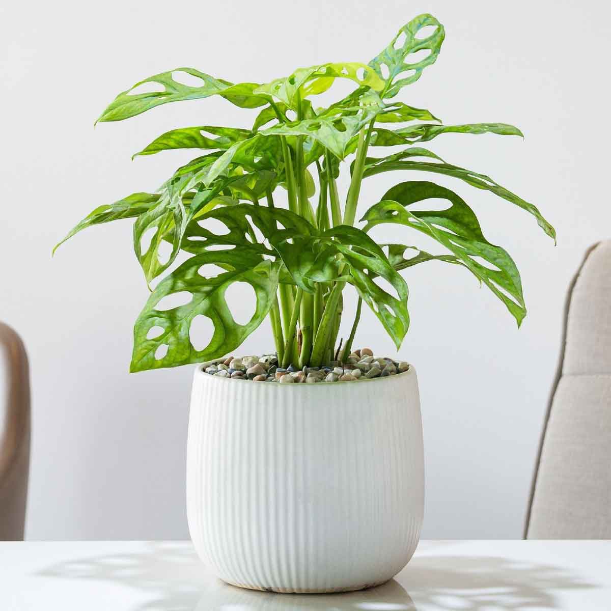 Cây Trầu Bà Lỗ để bàn Monstera adansonii Monkey Mask – MONS008