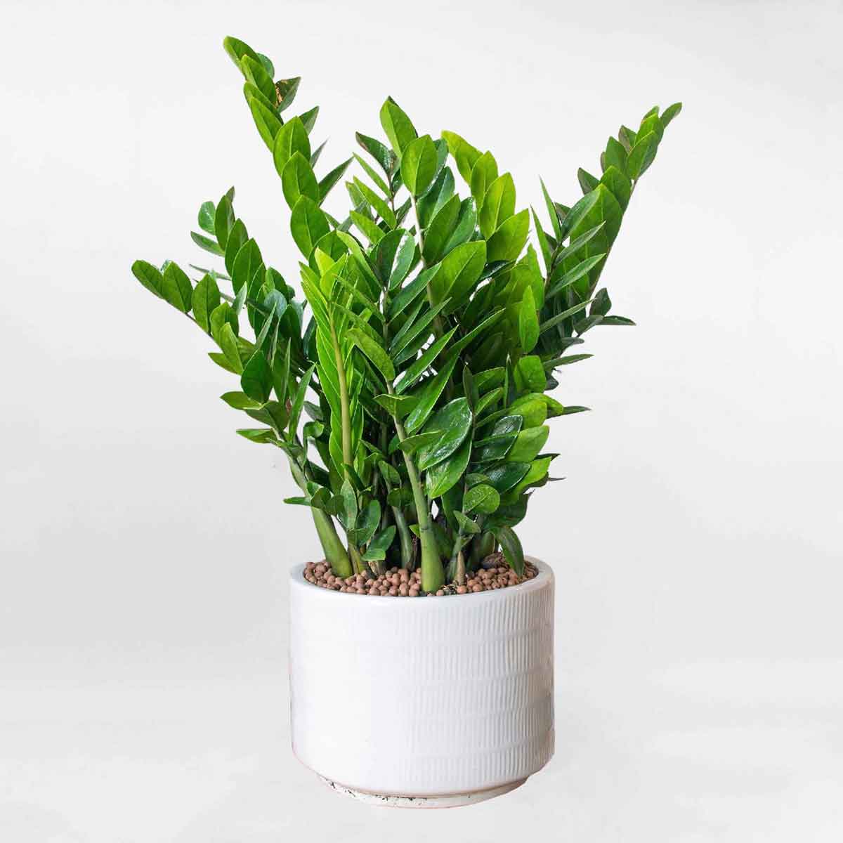Cây kim tiền cỡ trung chậu sứ ZAMI011