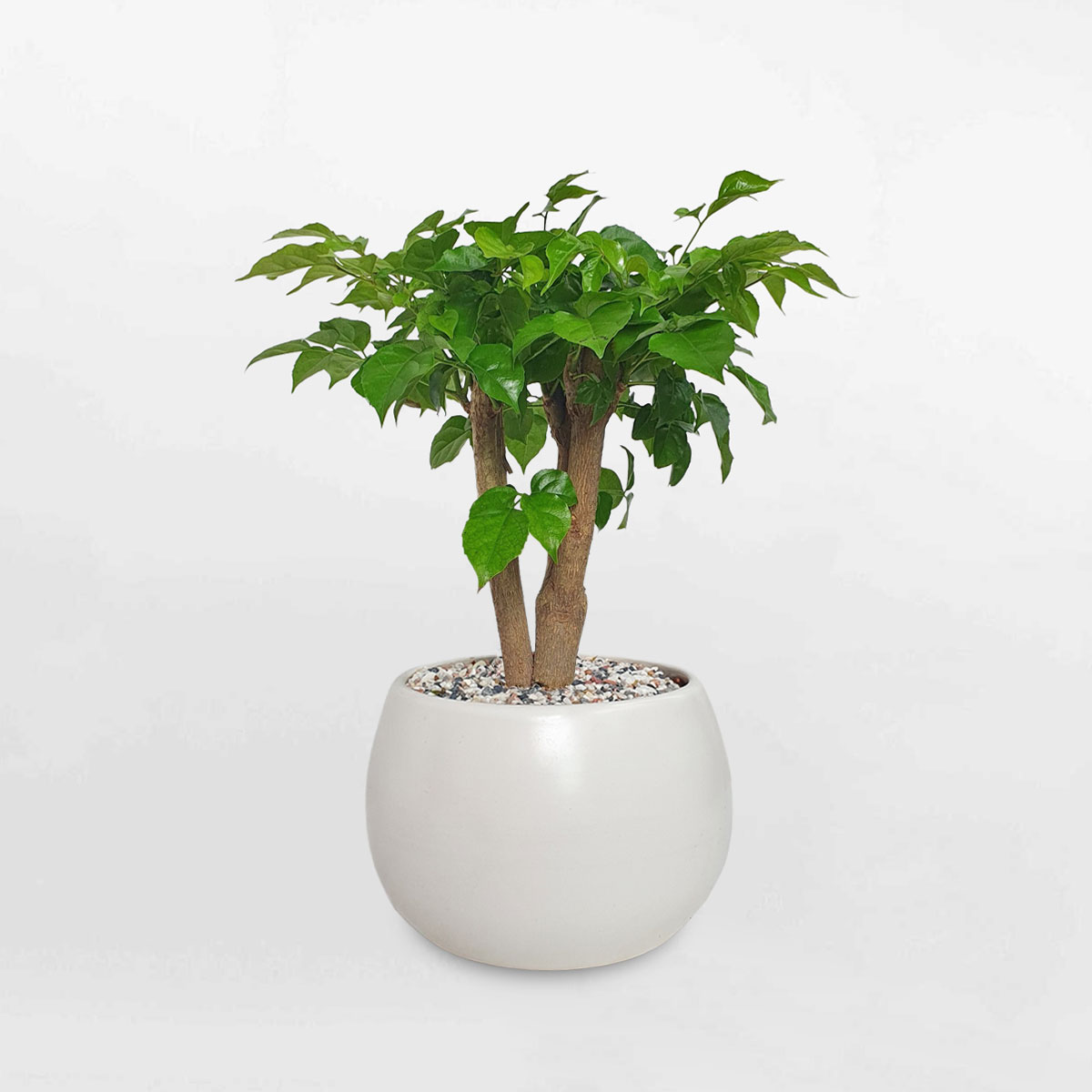 Cây hạnh phúc để bàn chậu sứ RADE008