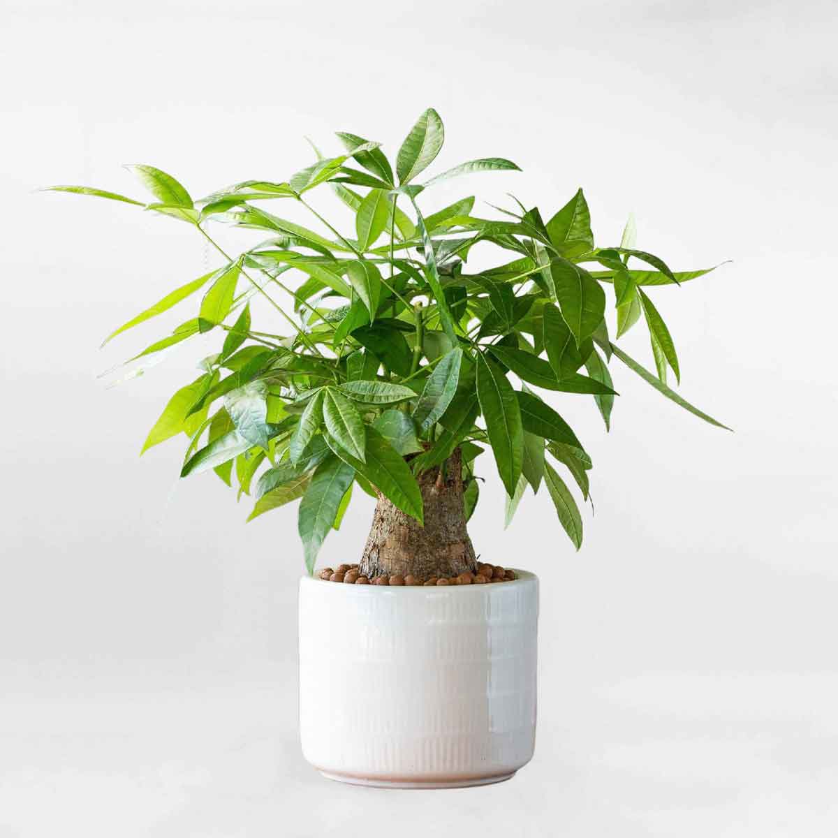 Cây kim ngân một thân trụ lớn chậu sứ trắng LONI011