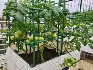 Ống thép bọc nhựa làm giàn leo Daim 3