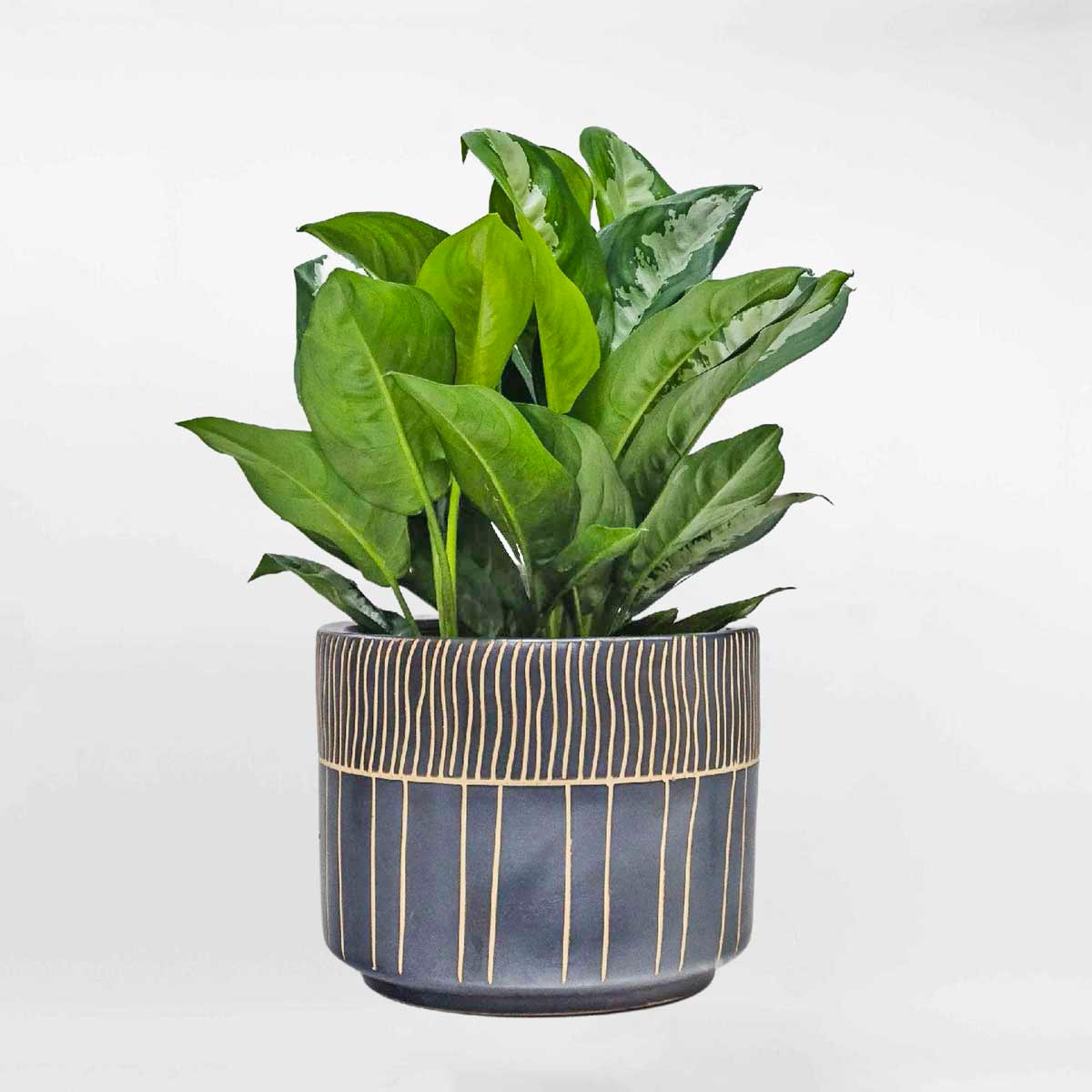 Cây Ngân hậu chậu men sứ Aglaonema Marantifolium AGLA005