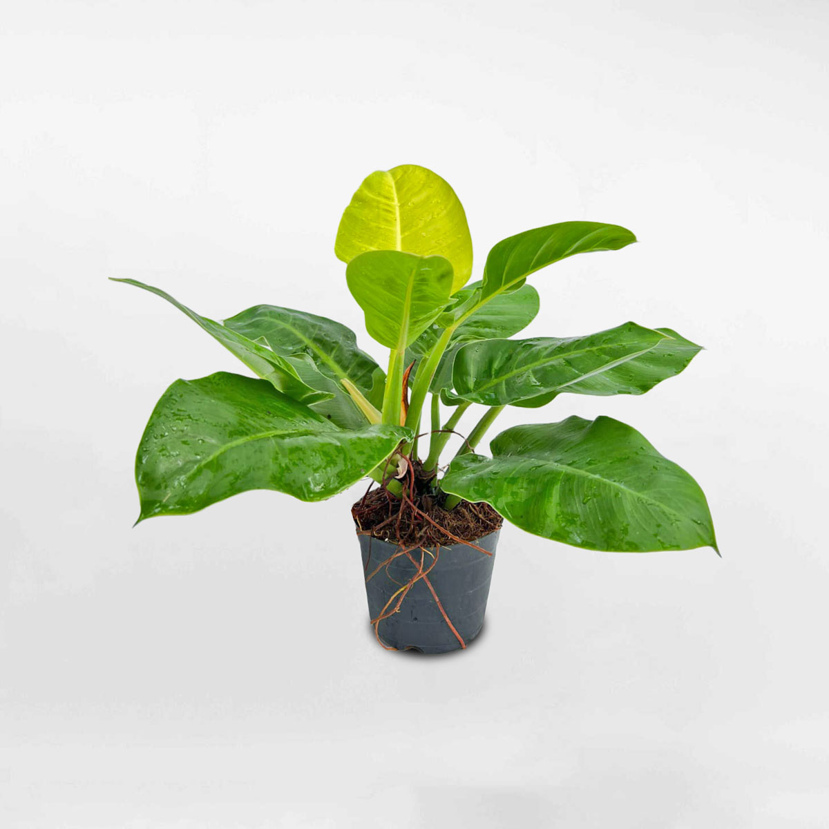 Cây trầu bà đế vương vàng chậu ươm TBDV401