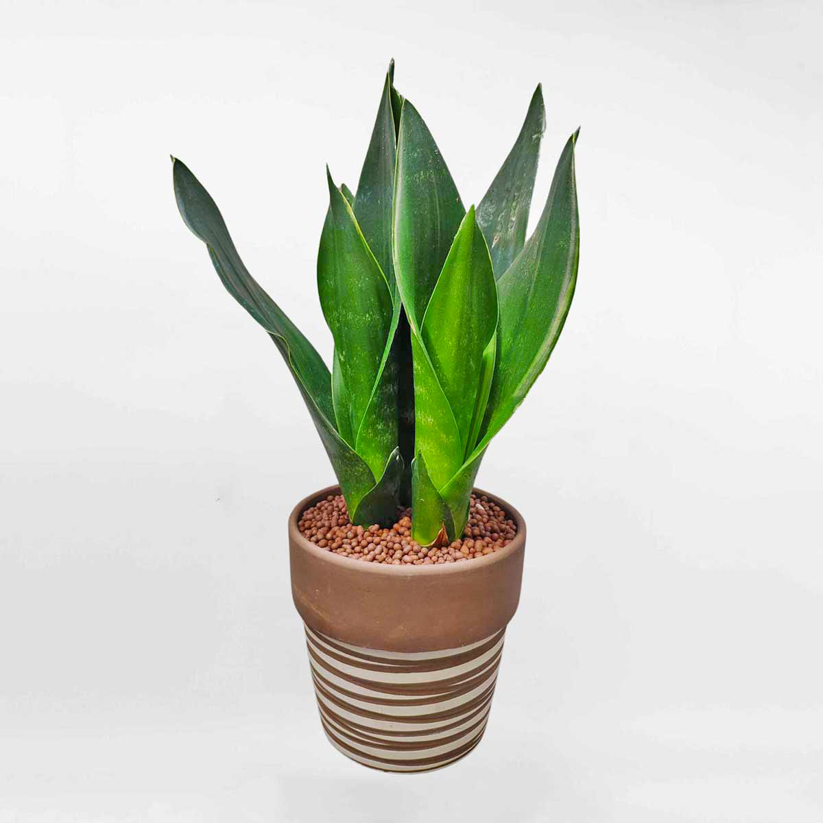Cây Lưỡi hổ kim cương đen để bàn Sansevieria Trifasciata Black Diamond SANS002