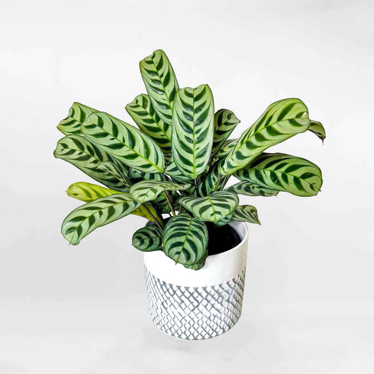 Cây Đuôi công xương cá Calathea burle-marxii CATH546