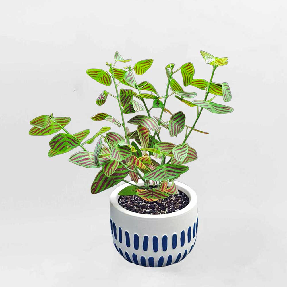 Cây Cánh bướm xanh để bàn chậu gốm họa tiết Christia Obcordata CHOB001