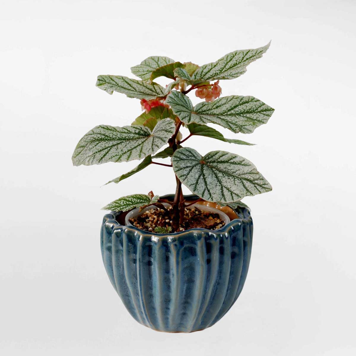 Cây Thu hải đường băng giá để bàn Begonia Ice Storm BEGO001