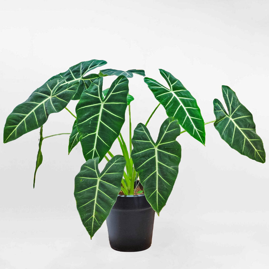 Cây Môn Nhung chậu gốm để bàn Alocasia Micholitziana Frydek ALOCA002