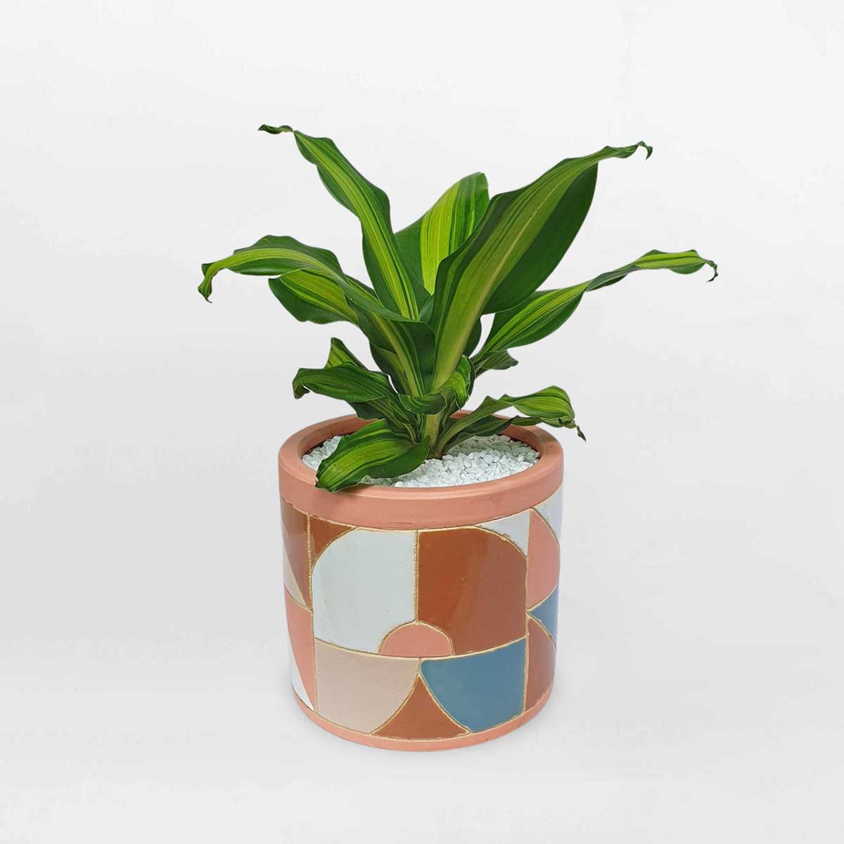 Cây phát tài Đài Loan để bàn chậu sứ Geometric PTDL003
